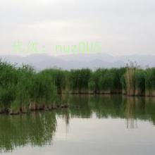 ȫ